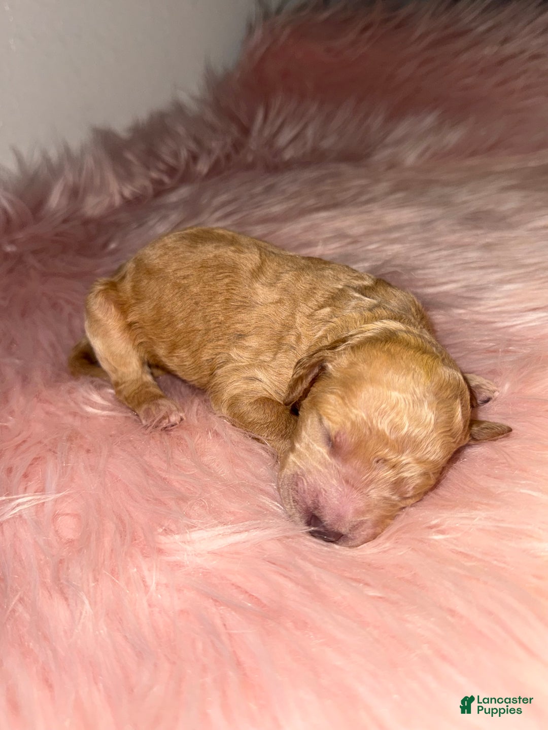 Standard Poodle dogs for sale: Standard Poodle Puppy 6 - Ad 16