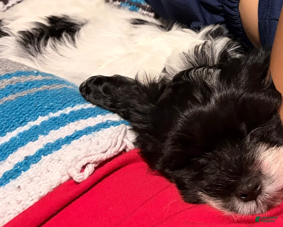 Mixed Breed dogs for sale: Jaime  - Ad 2