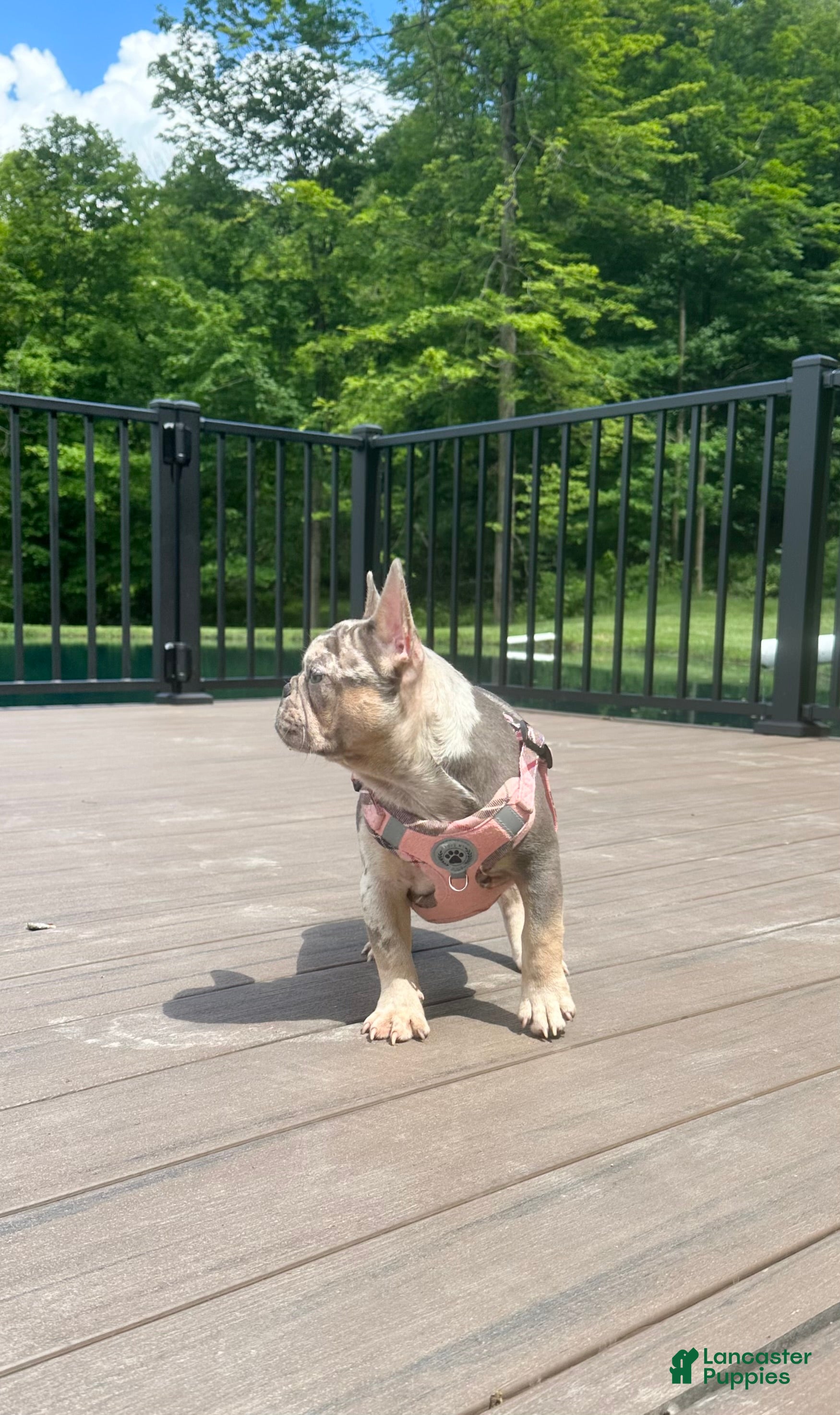 French Bulldog dogs for sale: Janie - Ad 2