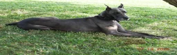Great Dane dogs for sale: Great Dane 5 - Ad 4
