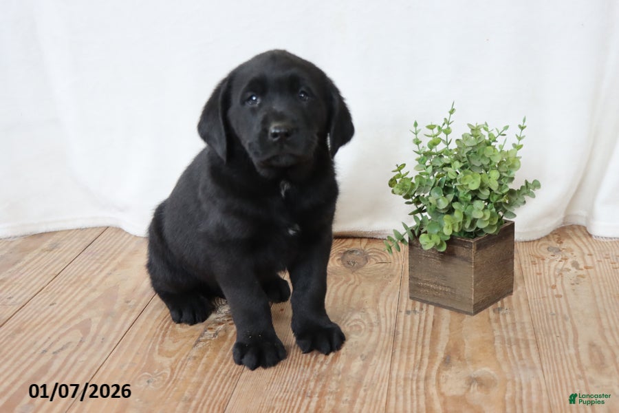 Labrador Retriever dogs Freddy - Ad 3