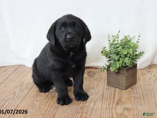 Labrador Retriever dogs Freddy - Ad 35