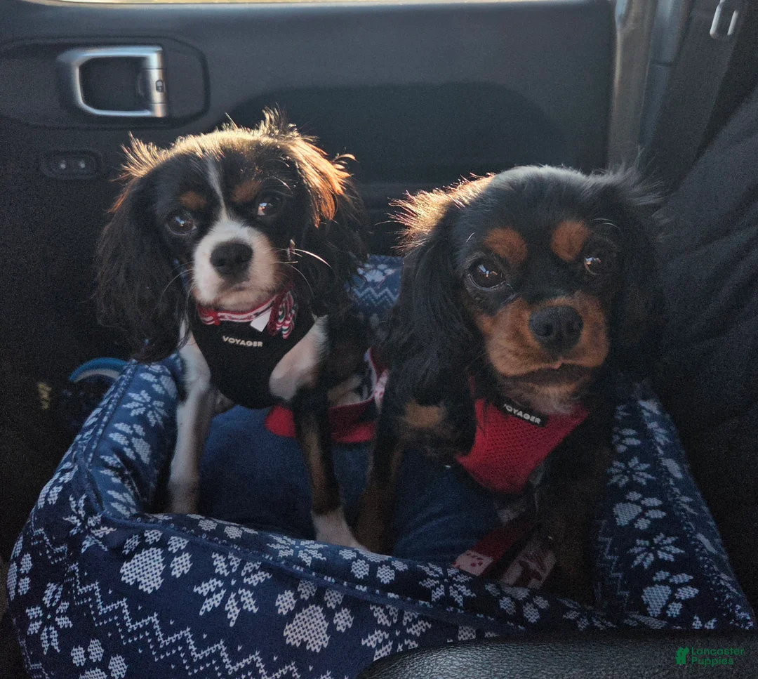 Cavalier King Charles Spaniel dogs for sale: Cavalier King Charles Spaniel 1 - Ad 2