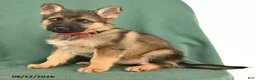 German Shepherd dogs for sale: Gabby - Ad 4