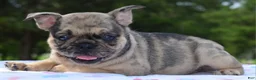 Mixed Breed dogs for sale: Tanka  - Ad 3