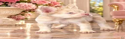 French Bulldog dogs for sale: Pink Prince - Ad 2