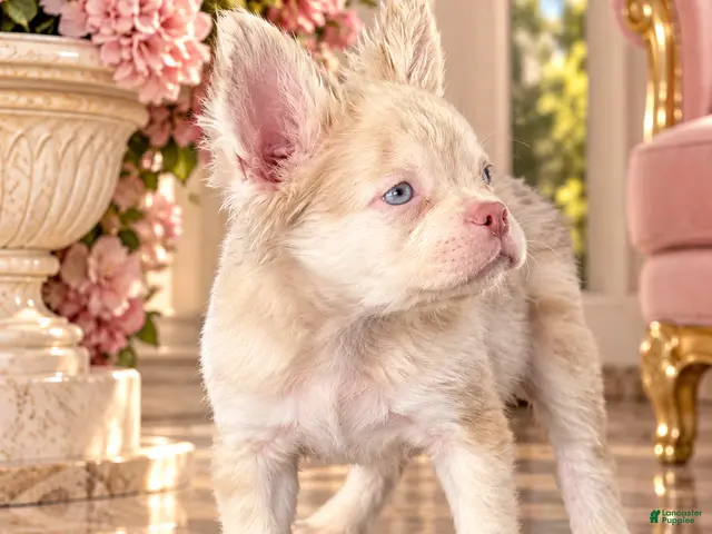 French Bulldog dogs for sale: Pink Prince - Ad 2