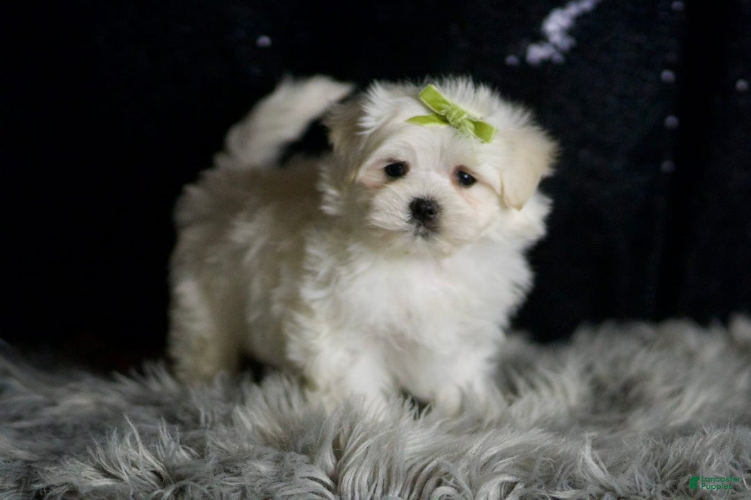 Maltese dogs for sale: Mr. Snow - Ad 5