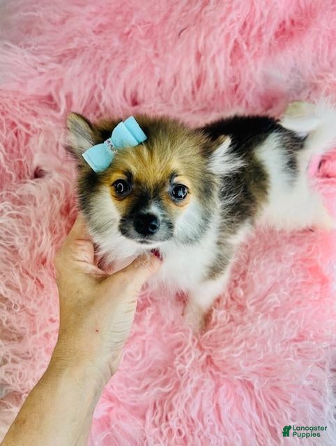 Pomeranian dogs Pomeranian Puppy 1 - Ad 2
