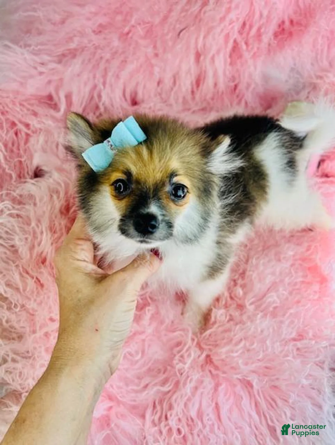 Pomeranian dogs for sale: Pomeranian Puppy 1 - Ad 2