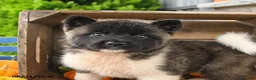 Akita dogs for sale: Nala - Ad 3