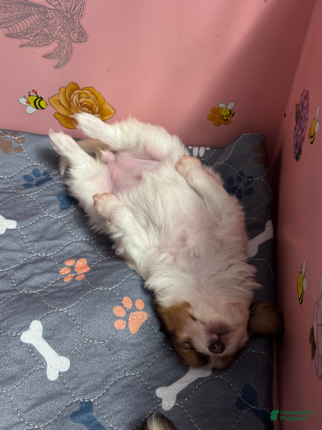 Papillon dogs for sale: Robin - Ad 3