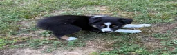 Australian Shepherd dogs for sale: Tinker Bell - Ad 3