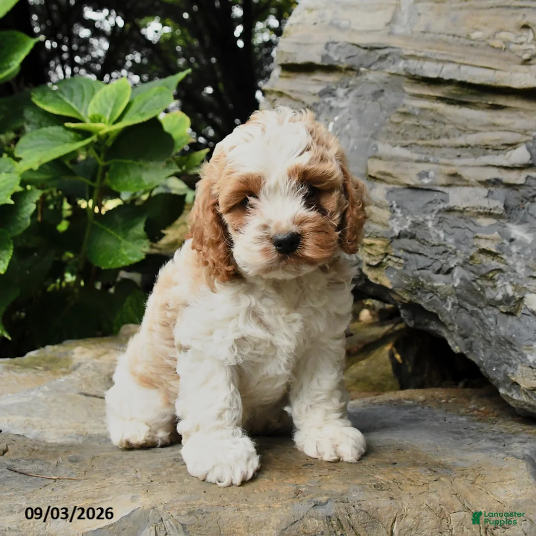 Cockapoo dogs for sale: Buttercup - Ad 2