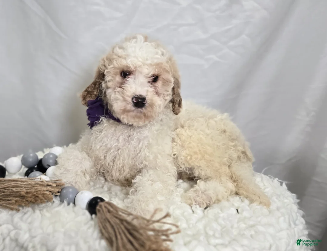 Bernedoodle dogs for sale: Kate - Ad 1