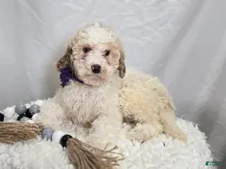 Bernedoodle dogs Kate - Ad 27