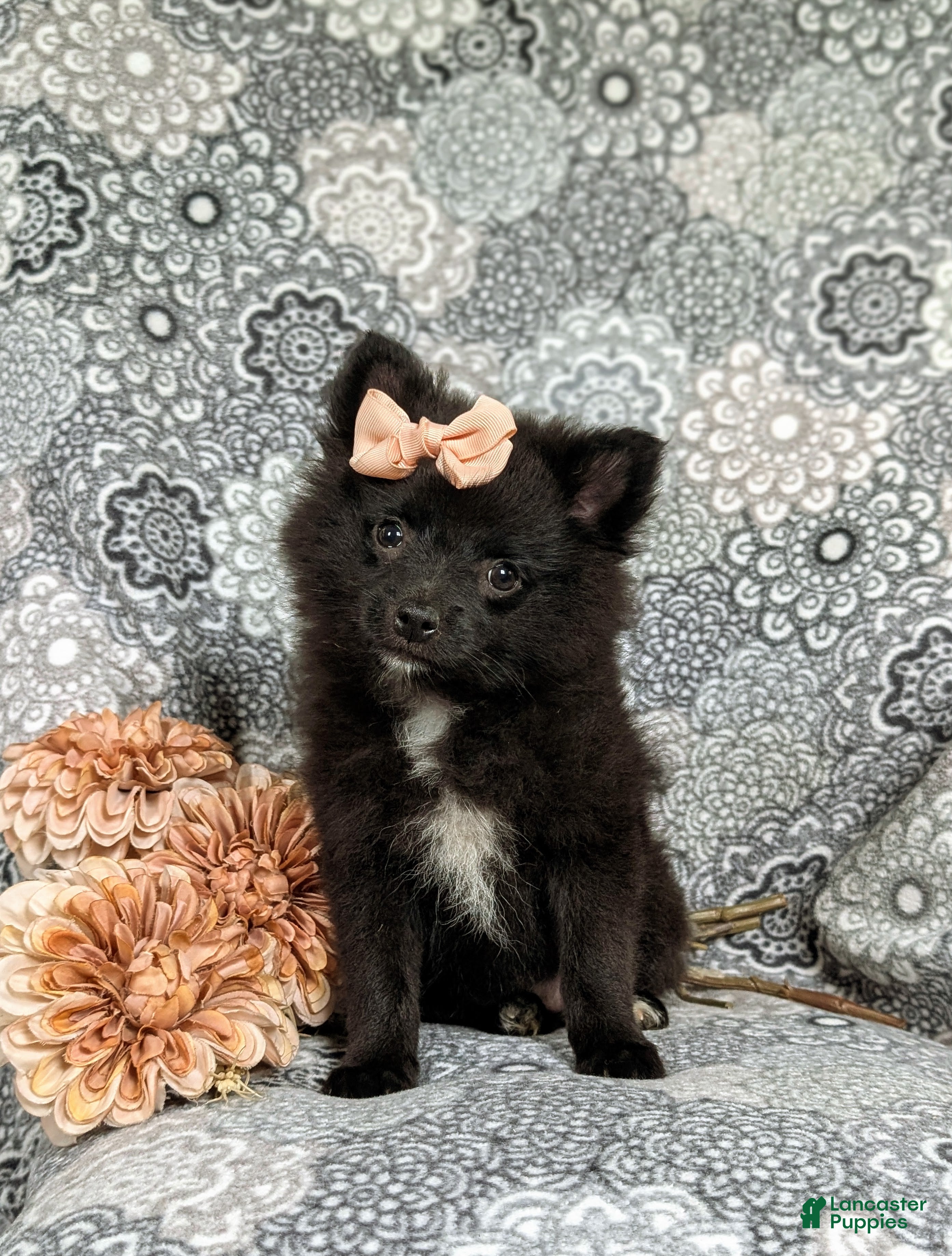 Pomeranian dogs Millie 9 lbs Full Grown - Ad 1