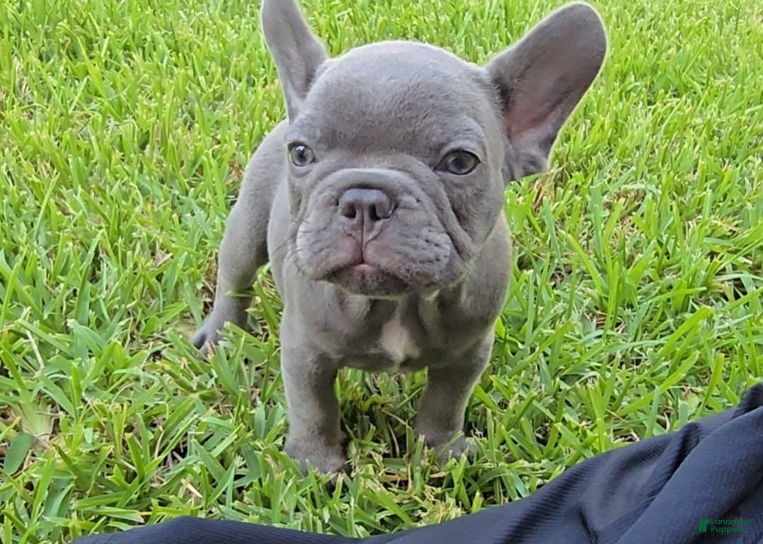 French Bulldog dogs for sale: Felix - Ad 3