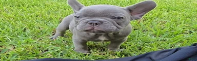 Felix
