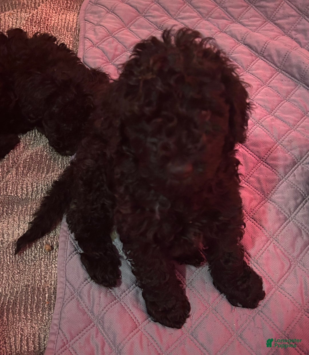 Goldendoodle dogs for sale: Goldendoodle Puppy 1 - Ad 6
