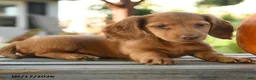 Miniature Dachshund dogs for sale: Providence - Ad 2