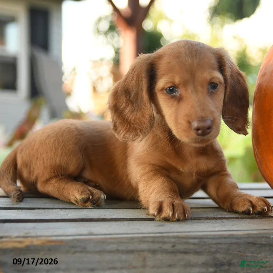 Miniature Dachshund dogs for sale: Providence - Ad 2
