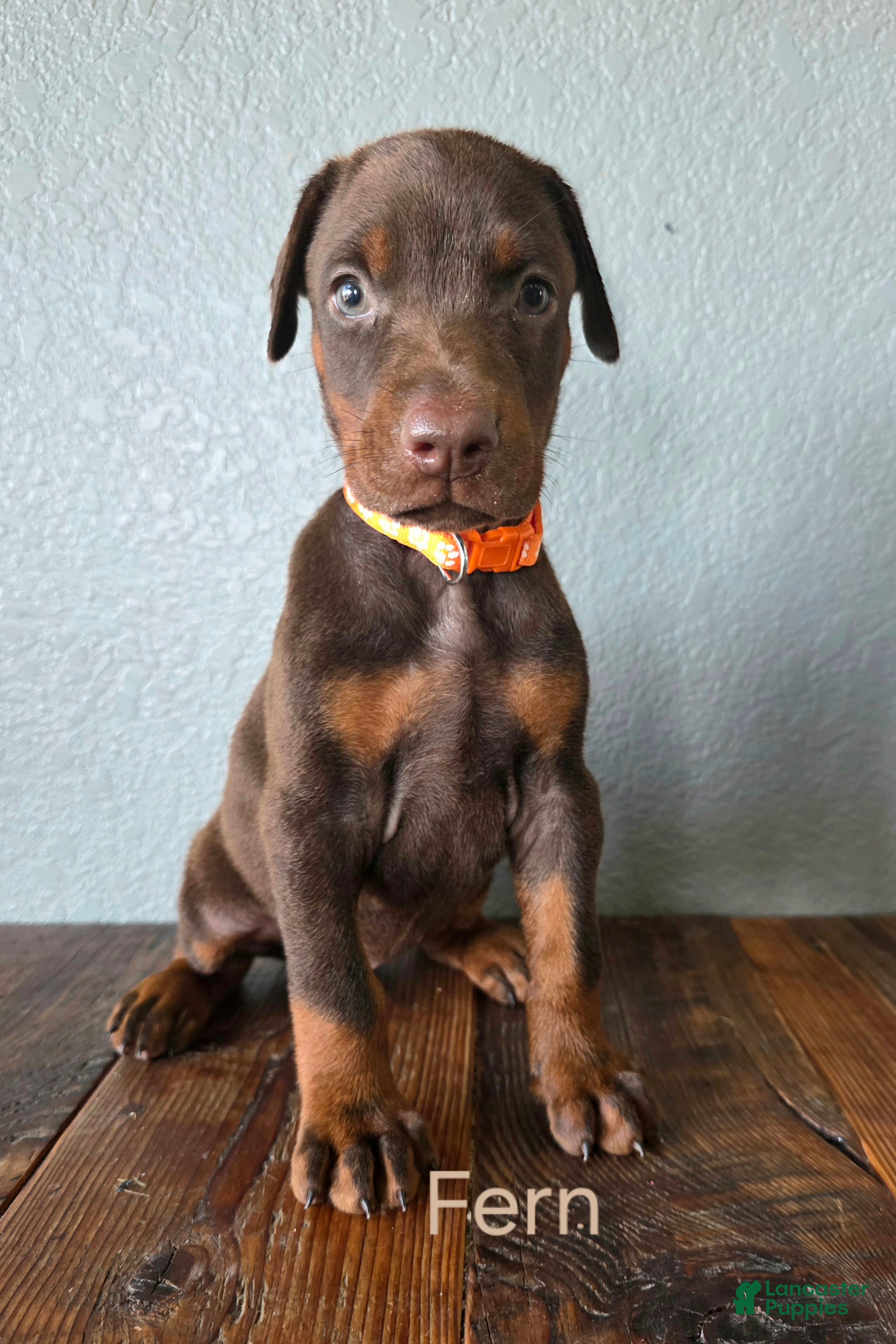 Doberman Pinscher dogs Fern - Ad 1