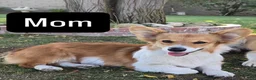 Welsh Corgi Pembroke dogs for sale: Welsh Corgi Pembroke  - Ad 4