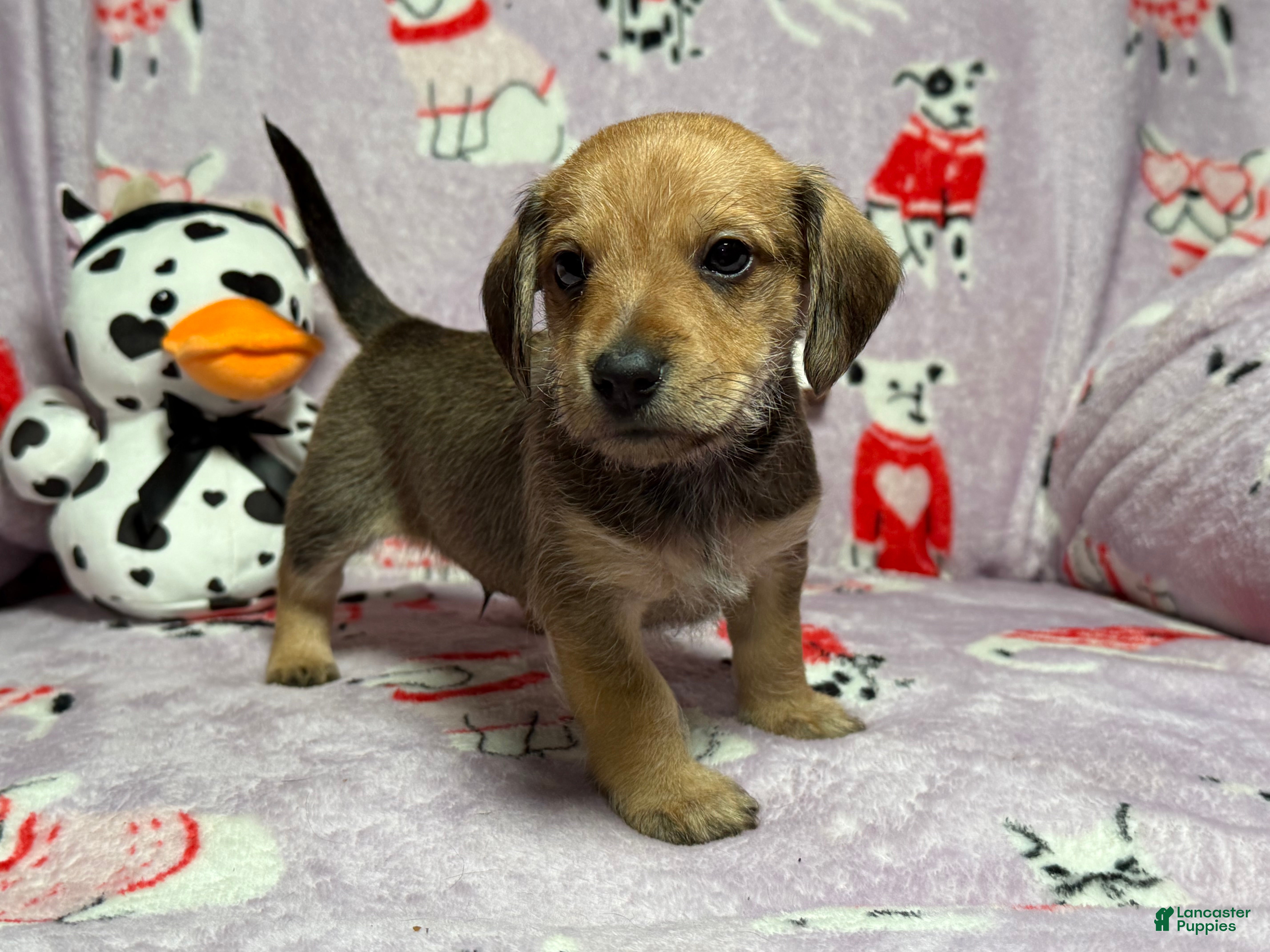 Mixed Breed dogs Wally - Ad 16