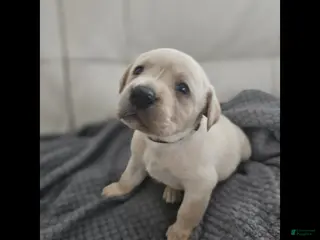 Labrador Retriever dogs Labrador Retriever Puppy 3 - Ad 5