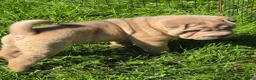 Shar Pei dogs for sale: Larry  - Ad 15
