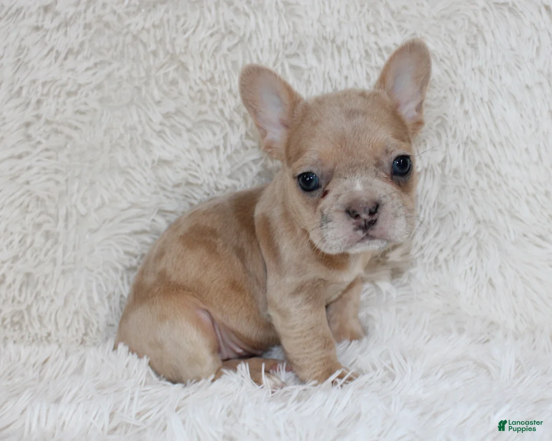 French Bulldog dogs for sale: Lassie - Ad 1