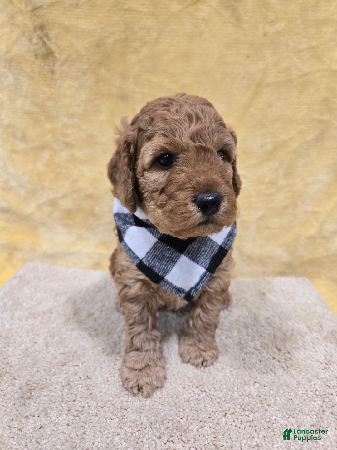 Mini Goldendoodle dogs for sale: Scout - Ad 3