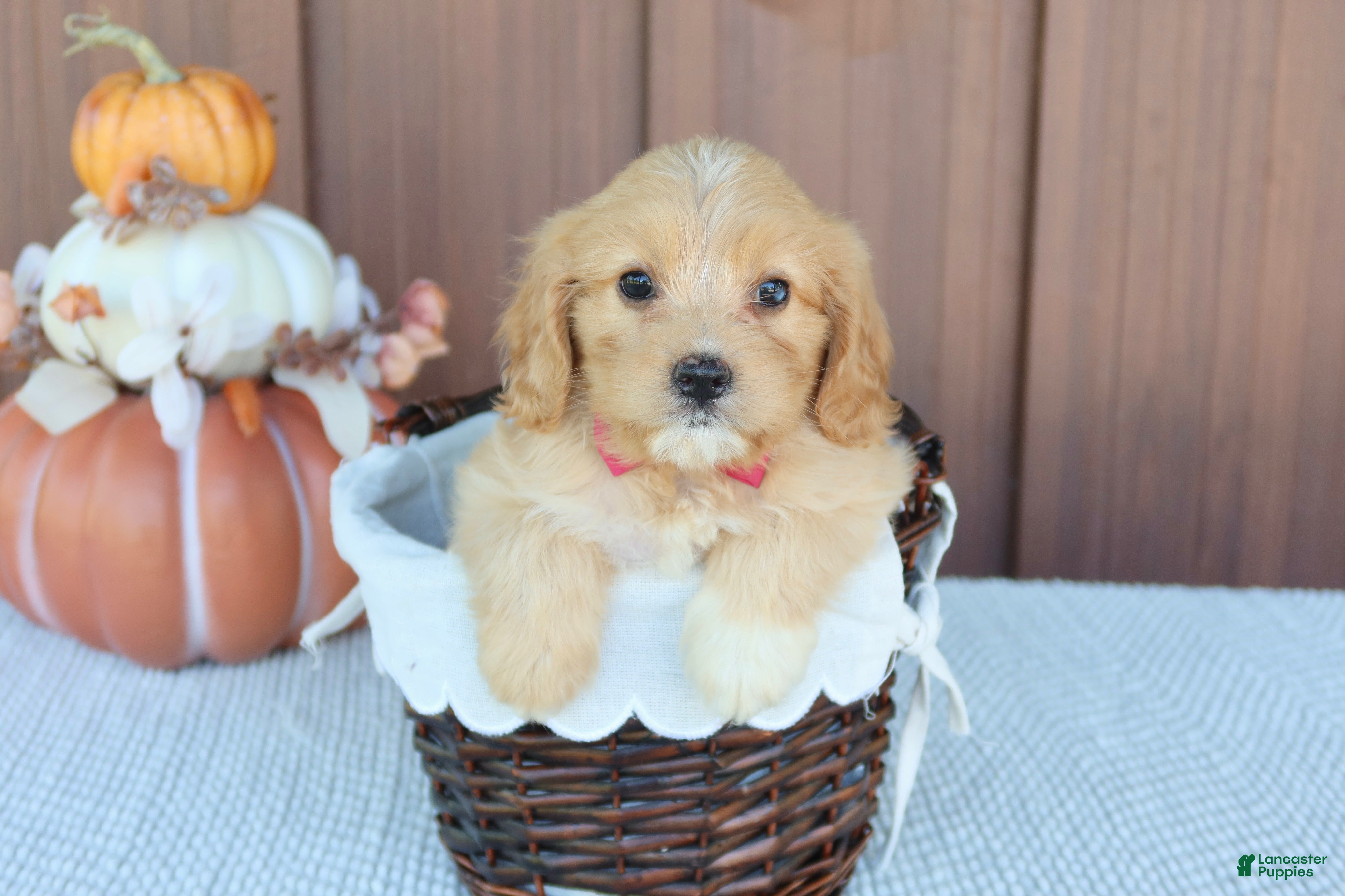 Mixed Breed dogs Daisy - Ad 17