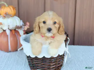 Mixed Breed dogs Daisy - Ad 17
