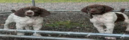 German Shorthaired Pointer dogs for sale: Julie - Ad 5