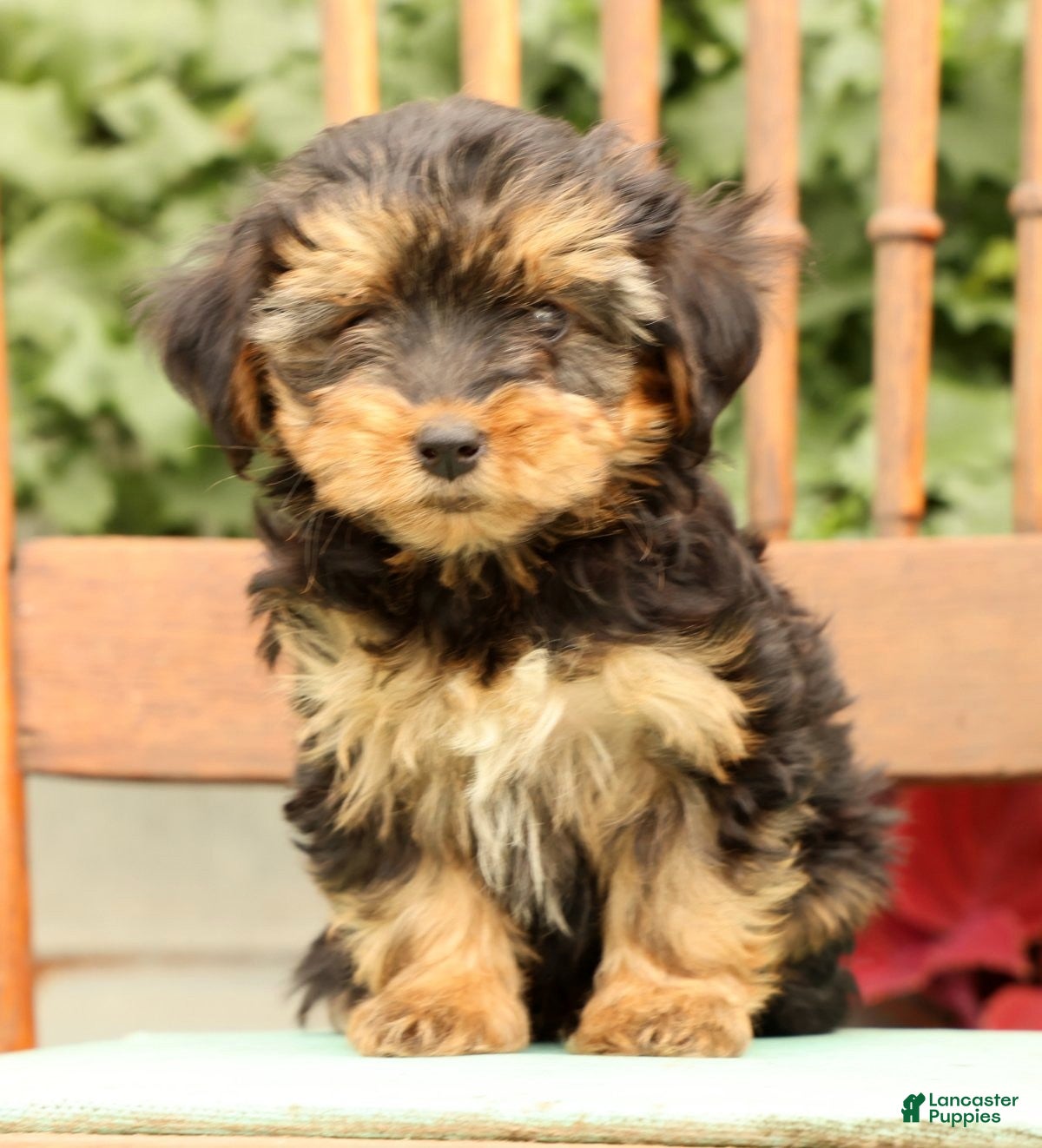 Morkie dogs DJ - Ad 2