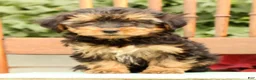 Morkie dogs for sale: DJ - Ad 2