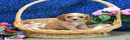 Cavapoo dogs for sale: Sofie - Ad 3