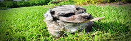 Havapoo dogs for sale: Huggles - Ad 13