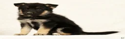 Gerberian Shepsky dogs for sale: Darla - Ad 3