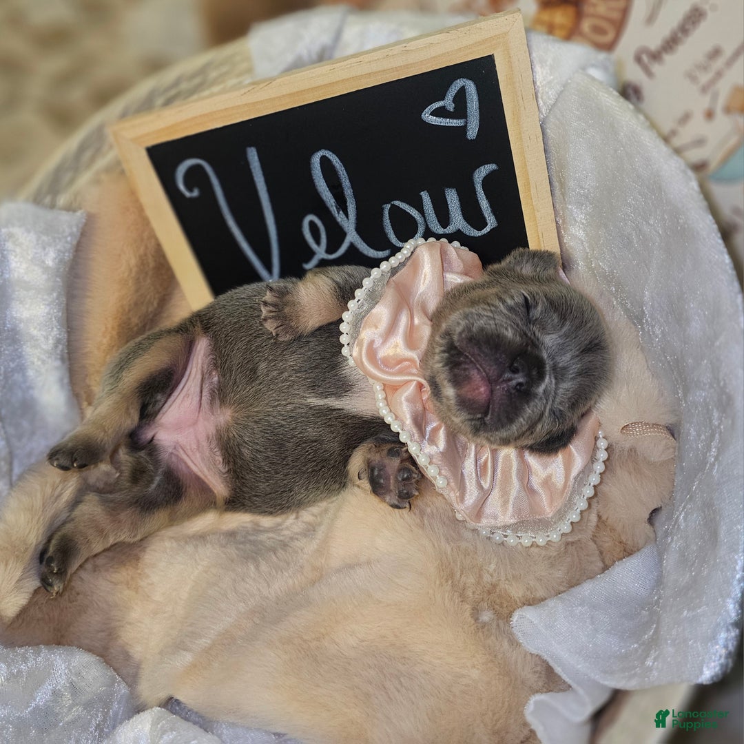 French Bulldog dogs for sale: Velour AKC Fluffy Carrier  - Ad 13