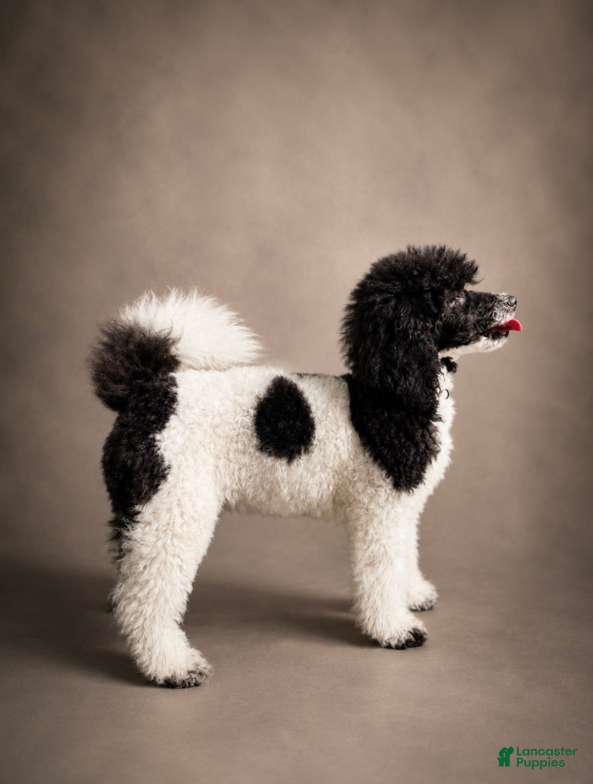 Miniature Poodle dogs Cora - Ad 2