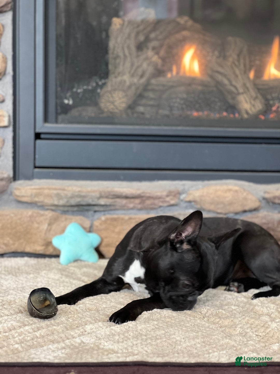 Frenchton dogs for sale: Lola - Ad 3