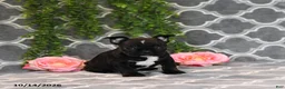 Frenchton dogs for sale: Molly - Ad 4