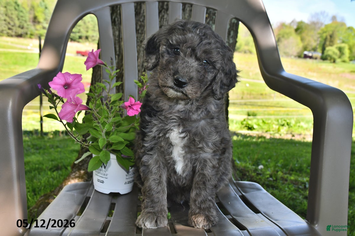 Goldendoodle dogs for sale: Murphy - Ad 4