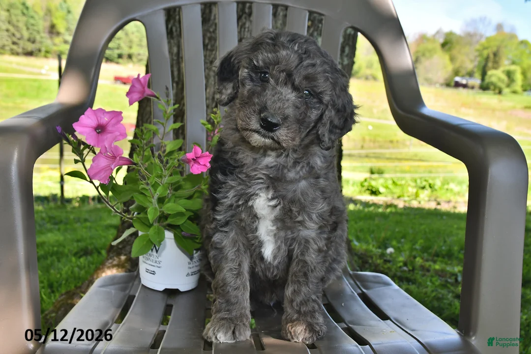 Goldendoodle dogs for sale: Murphy - Ad 1