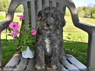 Goldendoodle dogs for sale: Murphy - Ad 4