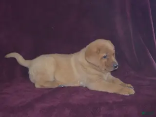 Labrador Retriever dogs Labrador Retriever Puppy 3 - Ad 22