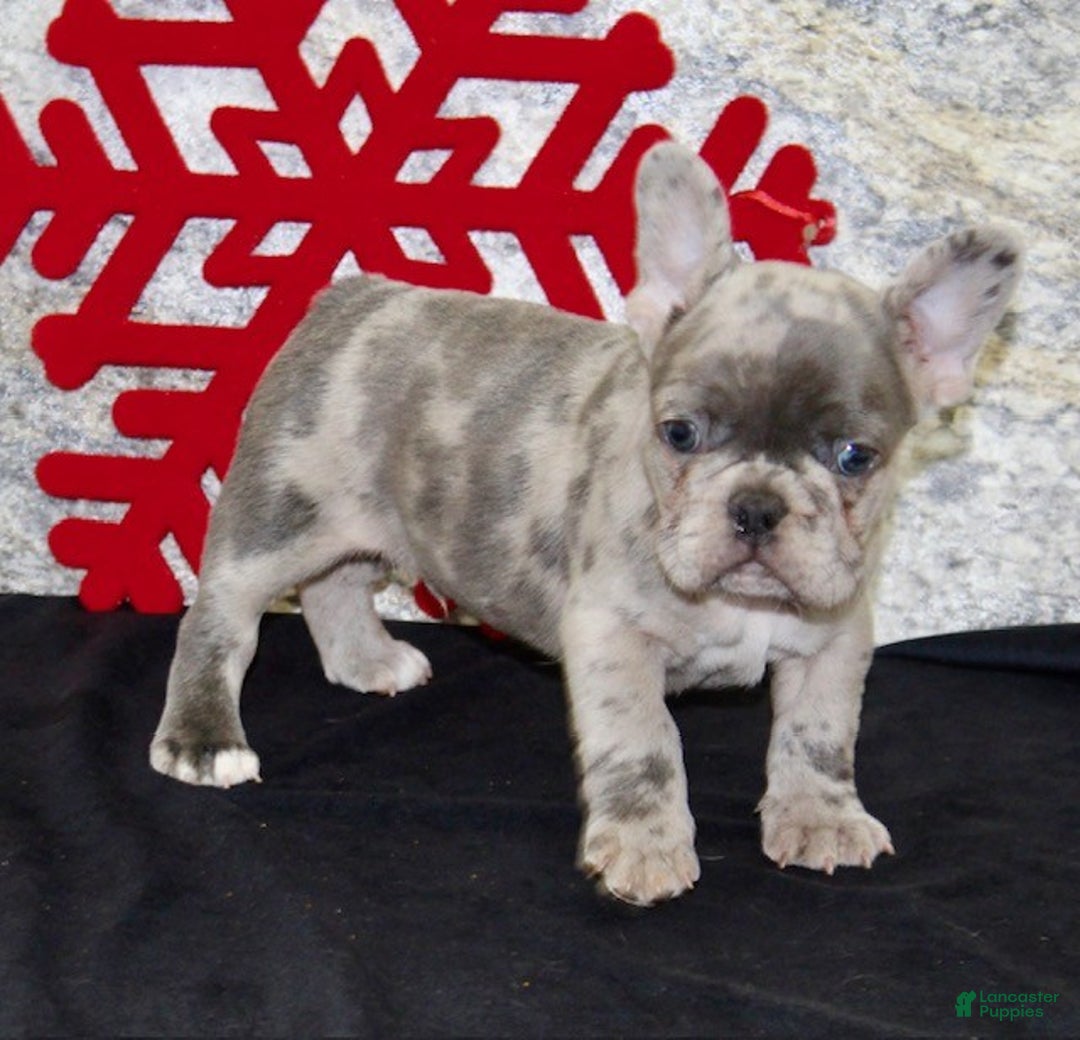 French Bulldog dogs for sale: Riley - Ad 6
